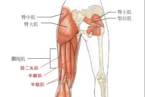 半腱肌损伤有多严重？轻度仅需1-3周恢复，重度需超过2-6个月恢复